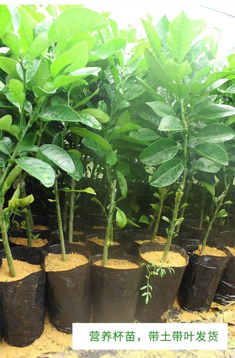 包邮嫁接柚子树苗红心蜜柚三红蜜柚红宝石柚南北方种植盆栽地