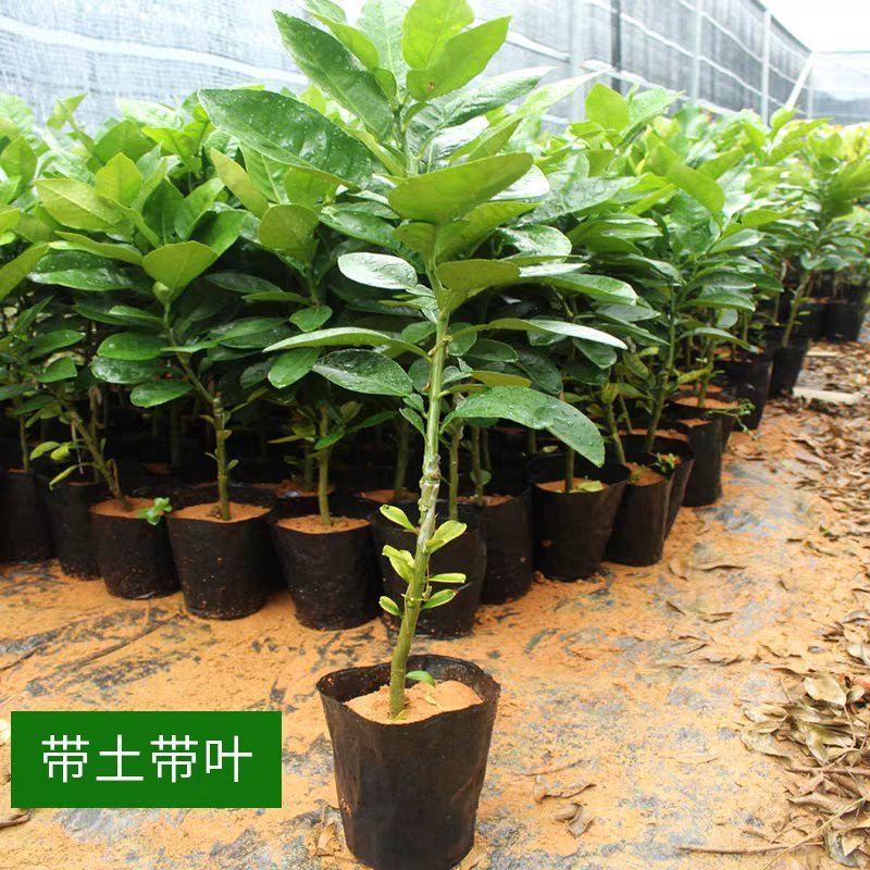 包邮嫁接柚子树苗红心蜜柚三红蜜柚红宝石柚南北方种植盆栽地
