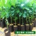 包邮嫁接柚子树苗红心蜜柚三红蜜柚红宝石柚南北方种植盆栽地