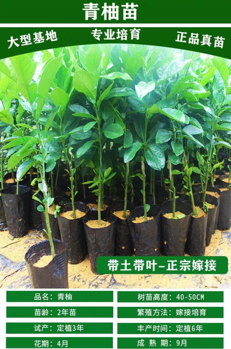 包邮嫁接柚子树苗红心蜜柚三红蜜柚红宝石柚南北方种植盆栽地