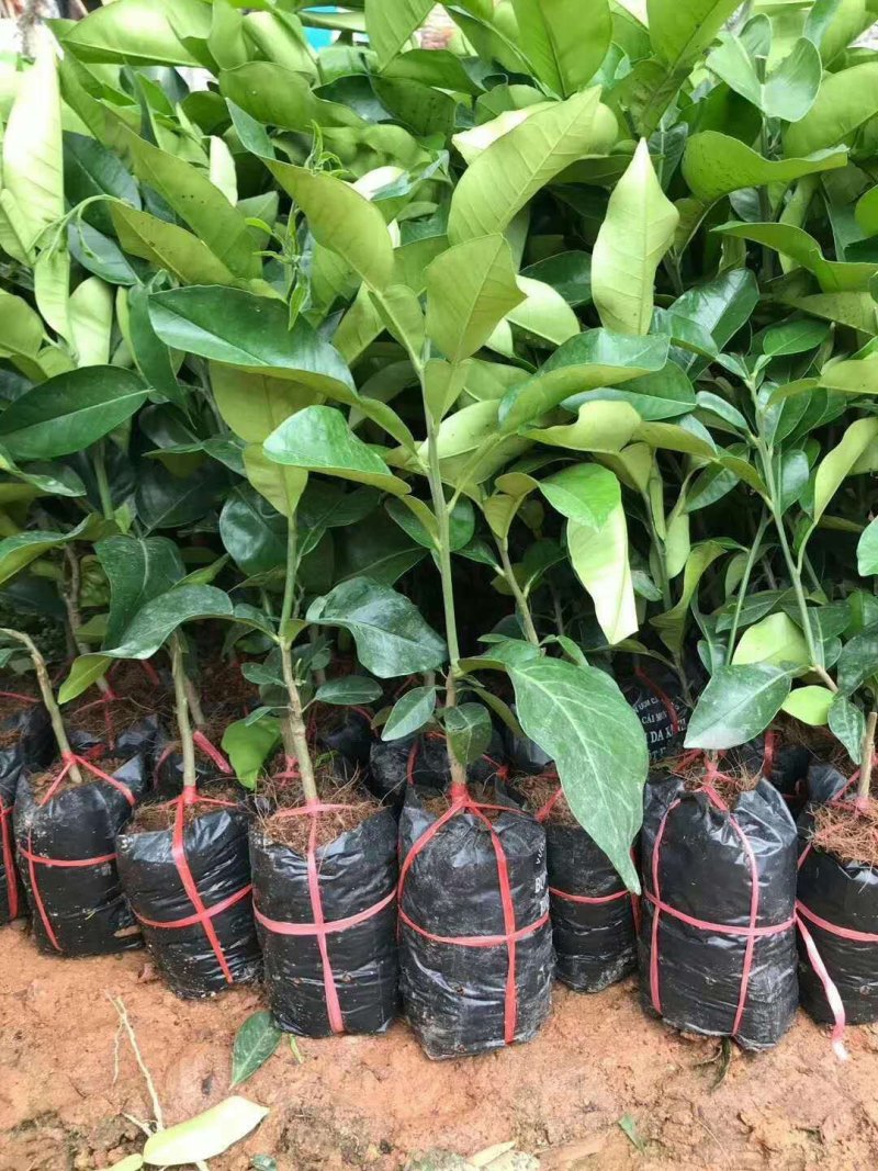 包邮嫁接柚子树苗红心蜜柚三红蜜柚红宝石柚南北方种植盆栽地