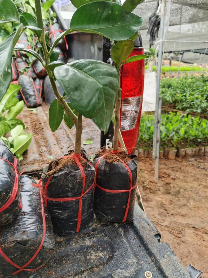 包邮嫁接柚子树苗红心蜜柚三红蜜柚红宝石柚南北方种植盆栽地