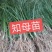 知母苗，小苗，中苗，大苗，，，，，，。。