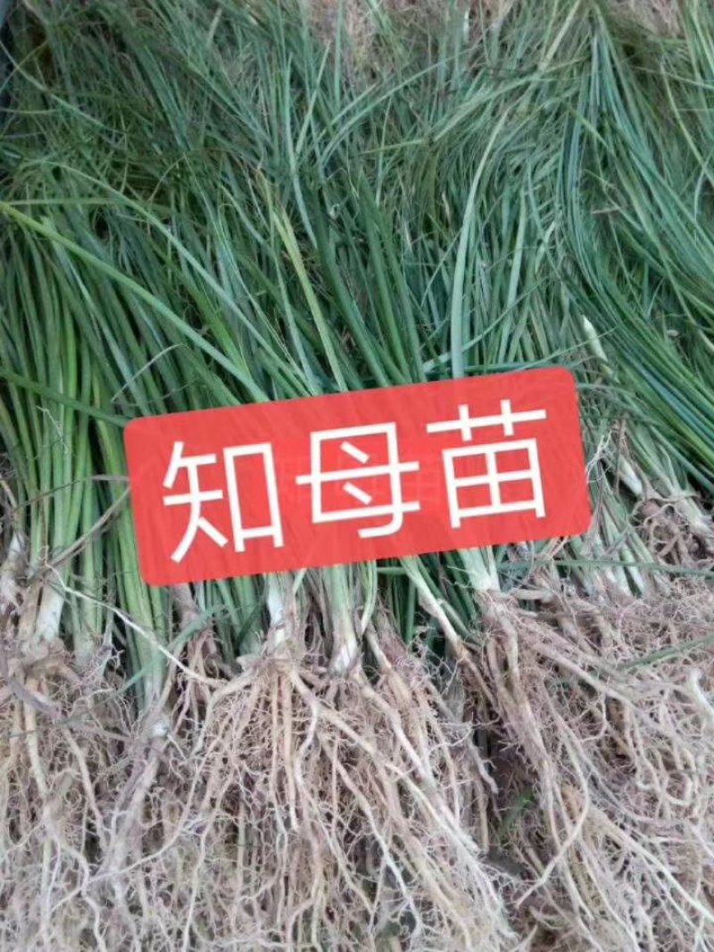 知母苗，小苗，中苗，大苗，，，，，，。。