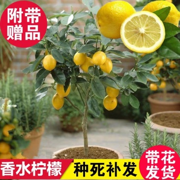 柠檬树苗柠檬苗黄柠檬香水柠檬南方北方种植当年结果四季室内