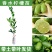 柠檬树苗柠檬苗黄柠檬香水柠檬南方北方种植当年结果四季室内