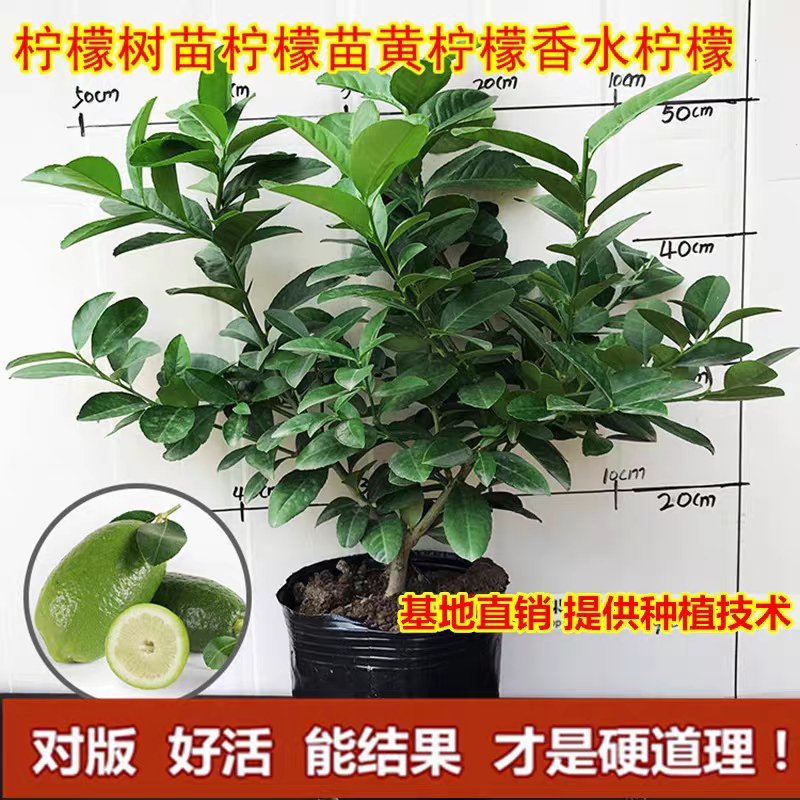 柠檬树苗柠檬苗黄柠檬香水柠檬南方北方种植当年结果四季室内