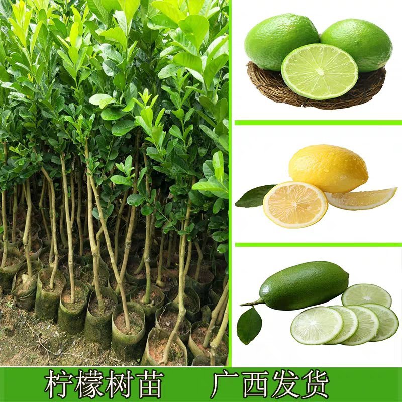 柠檬树苗柠檬苗黄柠檬香水柠檬南方北方种植当年结果四季室内