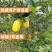 柠檬树苗柠檬苗黄柠檬香水柠檬南方北方种植当年结果四季室内