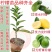 柠檬树苗柠檬苗黄柠檬香水柠檬南方北方种植当年结果四季室内