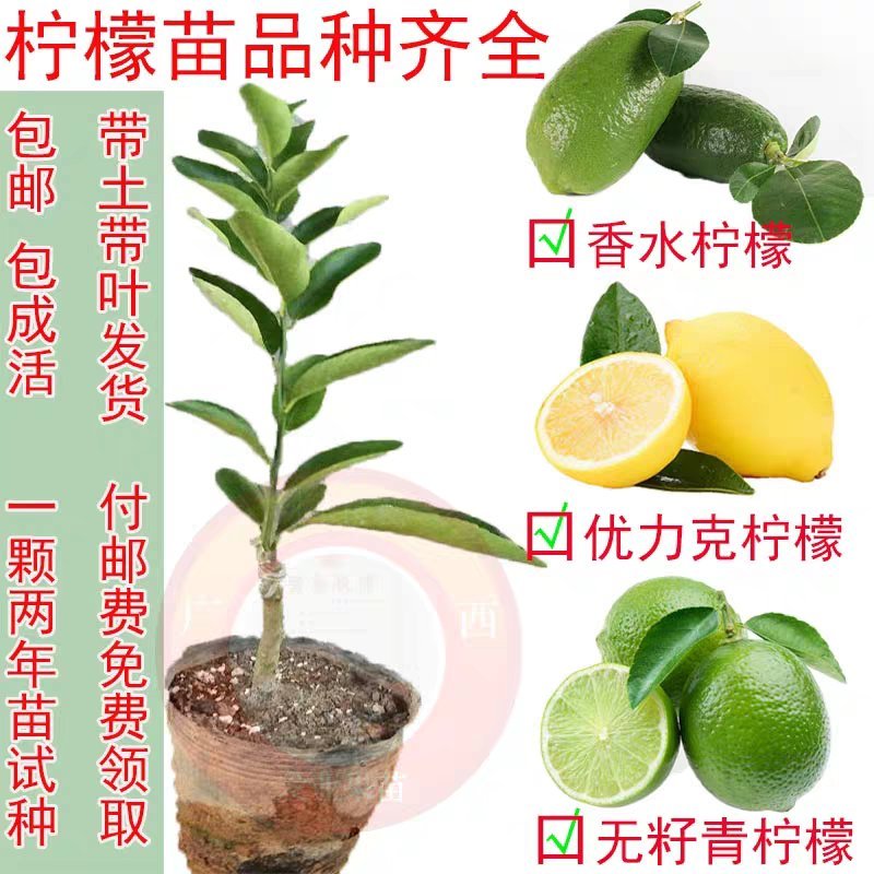柠檬树苗柠檬苗黄柠檬香水柠檬南方北方种植当年结果四季室内