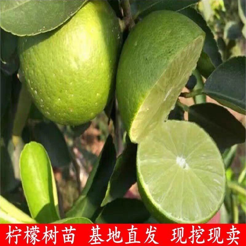 柠檬树苗柠檬苗黄柠檬香水柠檬南方北方种植当年结果四季室内
