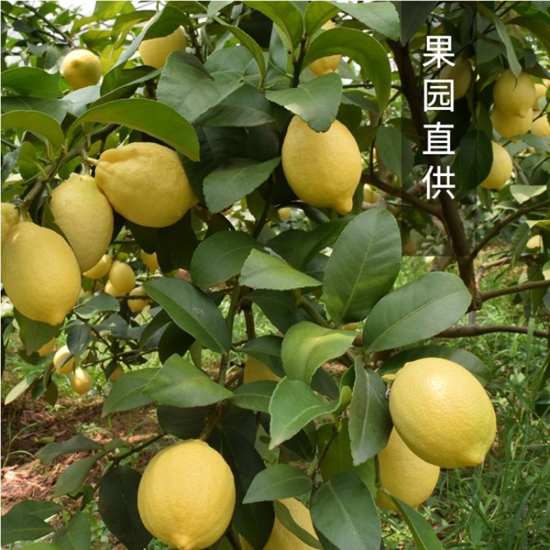 柠檬树苗柠檬苗黄柠檬香水柠檬南方北方种植当年结果四季室内
