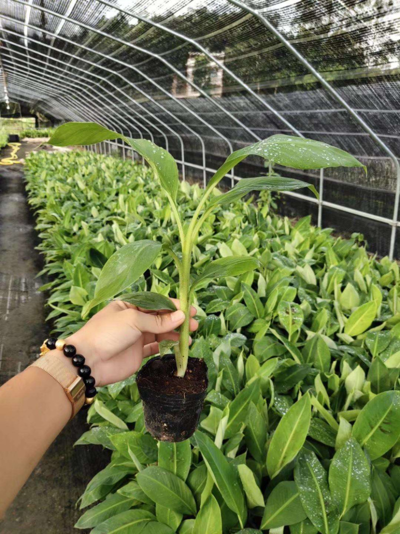 香蕉苗红香蕉苗威廉斯香蕉苗金粉1号香蕉苗