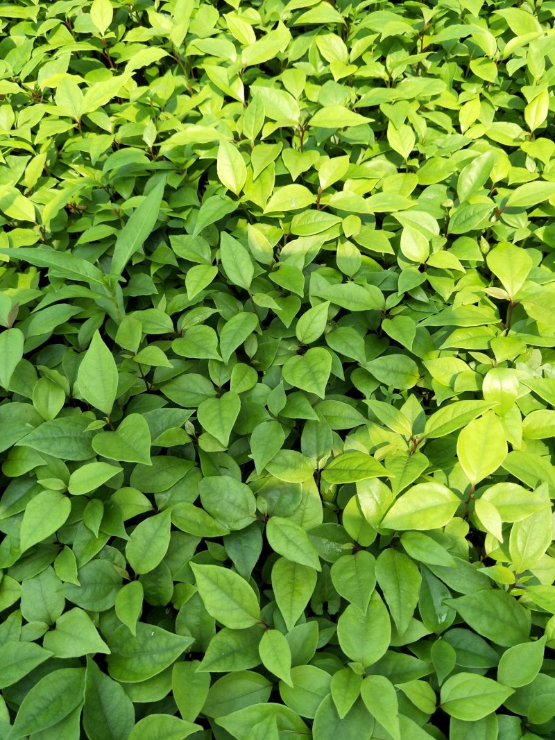香樟苗，香樟小苗，小叶香樟苗，包邮包邮包邮包邮包邮包邮包