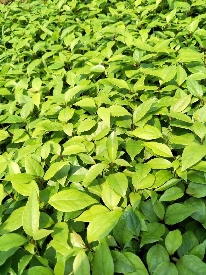 香樟苗，香樟小苗，小叶香樟苗，包邮包邮包邮包邮包邮包邮包