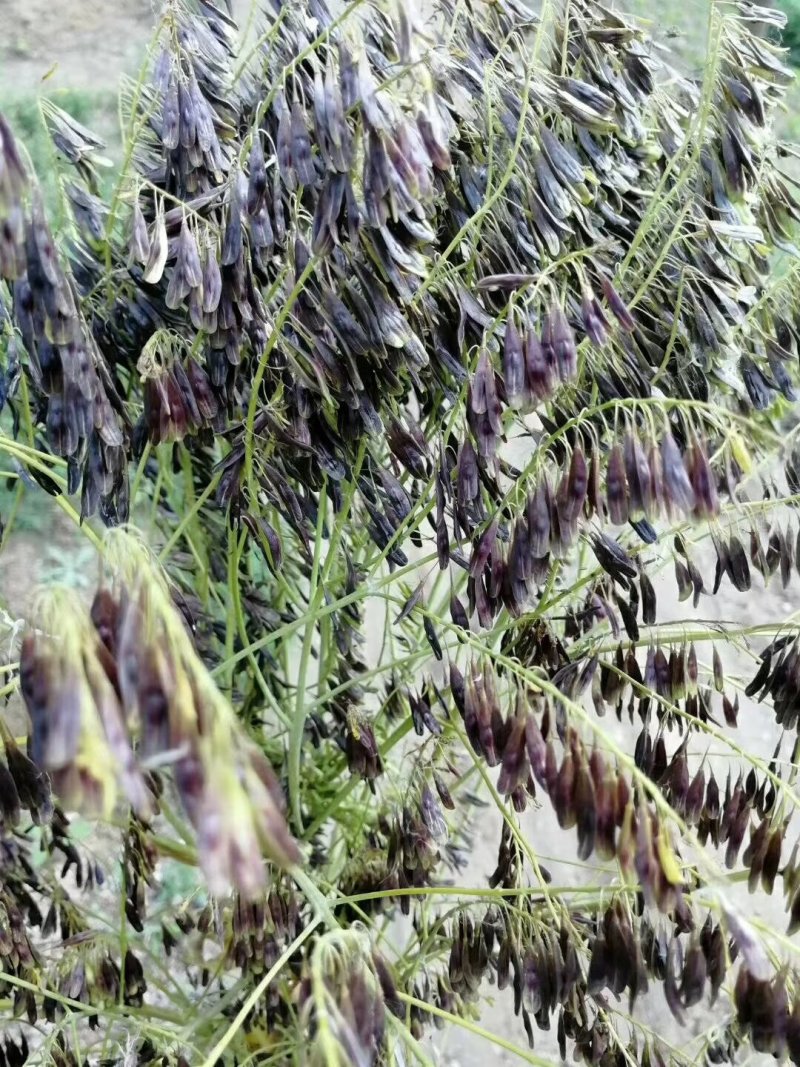 板蓝根，一年收，好管理，效益高，对疫情可抗体！