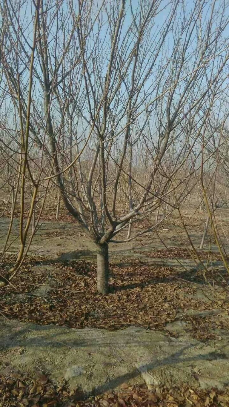 基地出售地径12～15～18公分晚樱各种规格樱花