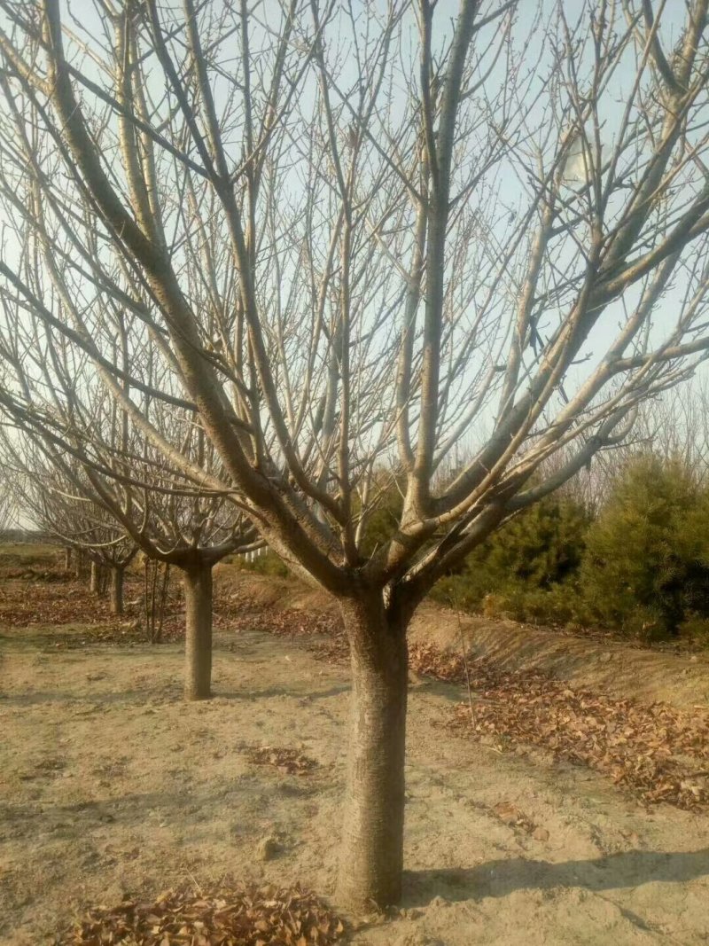 基地出售地径12～15～18公分晚樱各种规格樱花
