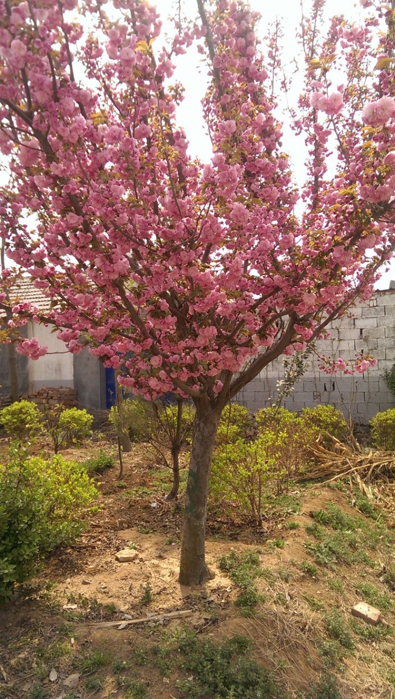 基地出售地径12～15～18公分晚樱各种规格樱花