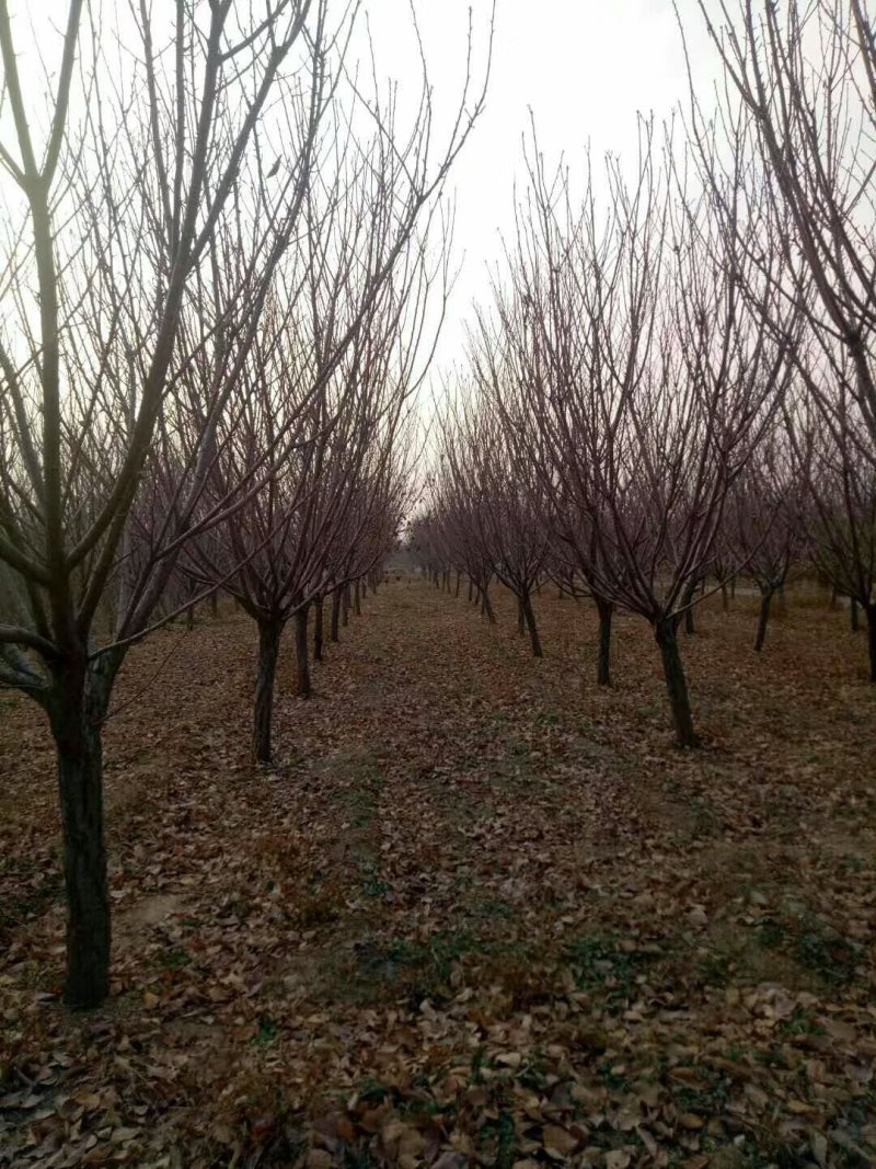基地出售地径12～15～18公分晚樱各种规格樱花