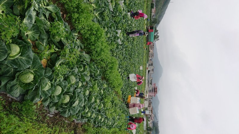 牛心甘蓝