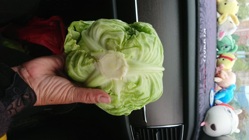 牛心甘蓝