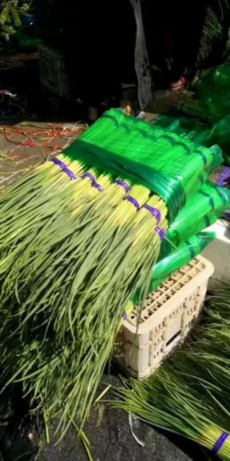 保鲜库蒜苔长期供应