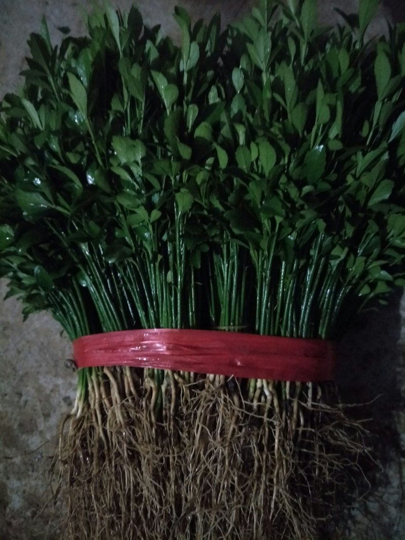 积壳小苗，优质积壳苗，用来嫁接各种果苗首先枮木