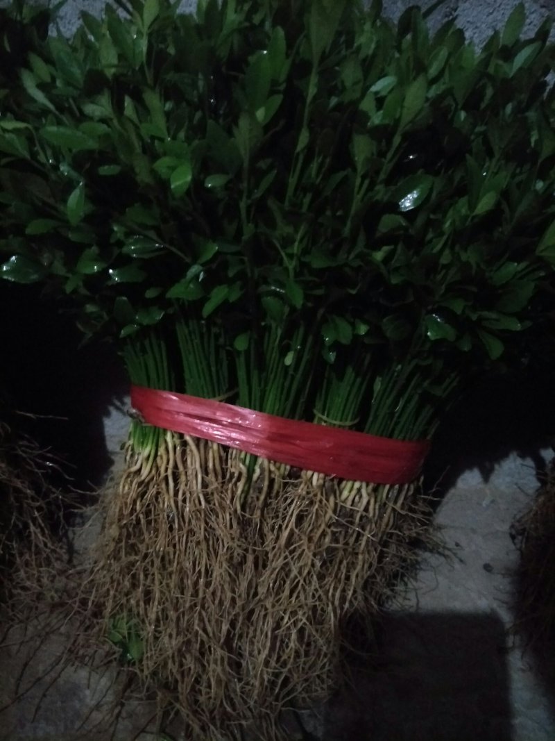 积壳小苗，优质积壳苗，用来嫁接各种果苗首先枮木