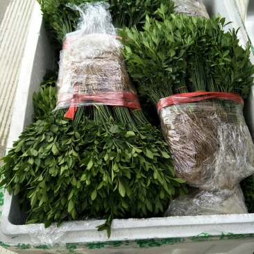 积壳小苗，优质积壳苗，用来嫁接各种果苗首先枮木