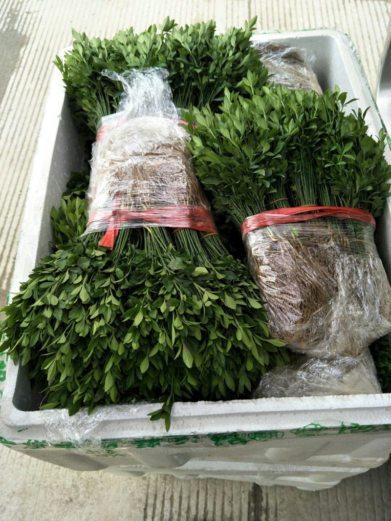 积壳小苗，优质积壳苗，用来嫁接各种果苗首先枮木