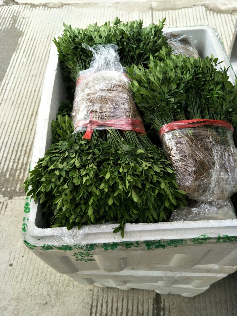 积壳小苗，优质积壳苗，用来嫁接各种果苗首先枮木