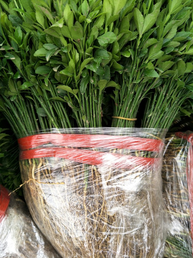 积壳小苗，优质积壳苗，用来嫁接各种果苗首先枮木