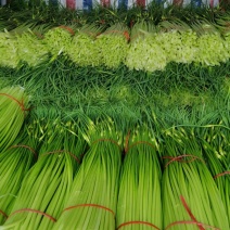蒜臺白帽蒜苔红帽蒜臺可加工精品小把提供大型冷库