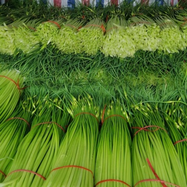 蒜臺白帽蒜苔红帽蒜臺可加工精品小把提供大型冷库