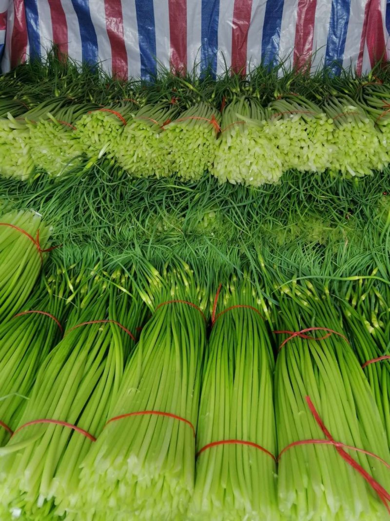 蒜臺白帽蒜苔红帽蒜臺可加工精品小把提供大型冷库