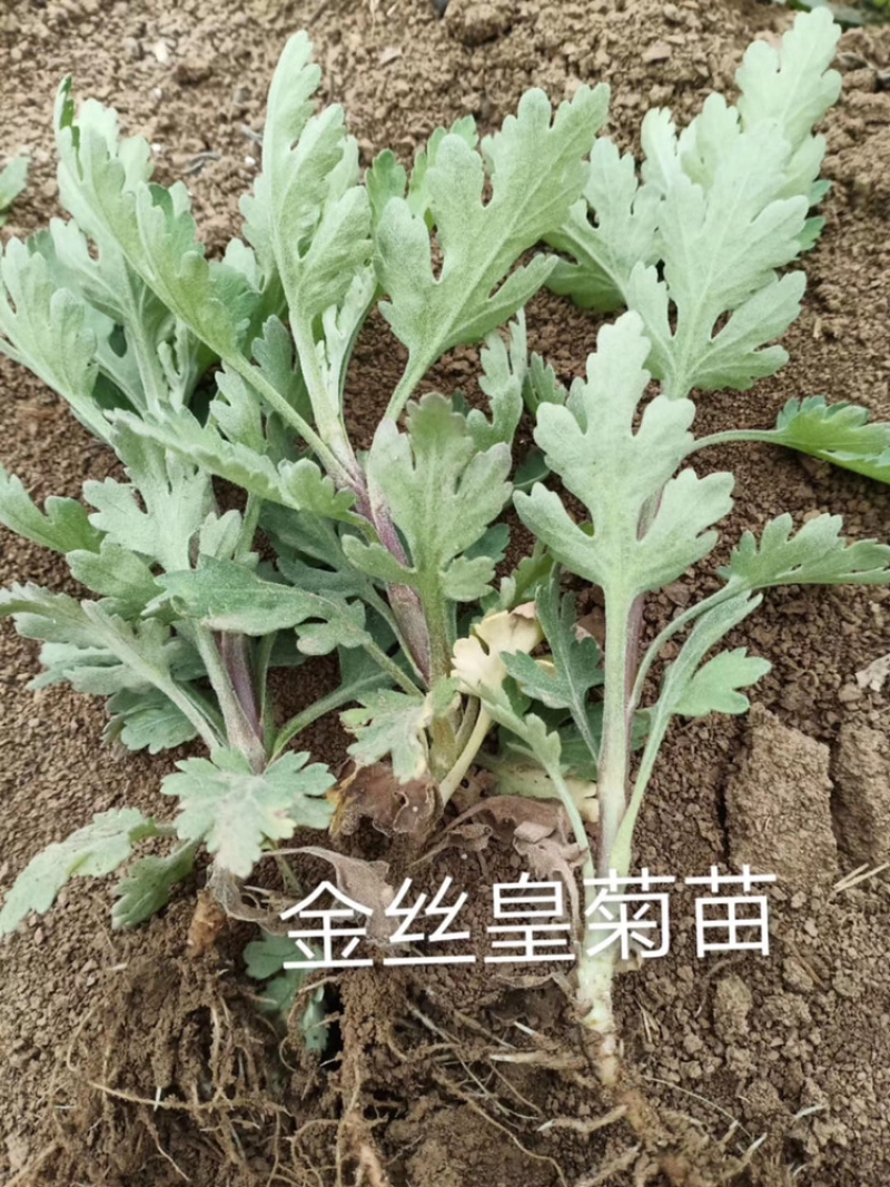 金丝，婺源，苏北，贡菊，大板，杭白，亳菊，陶菊