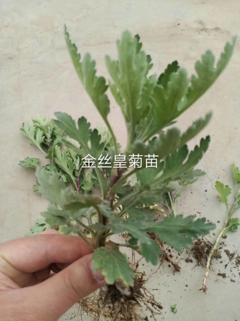 金丝，婺源，苏北，贡菊，大板，杭白，亳菊，陶菊