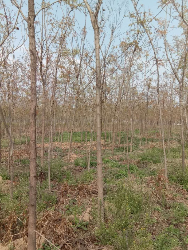 北栾树占地北栾绿化北栾1-10公分均有货