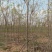 北栾树占地北栾绿化北栾1-10公分均有货