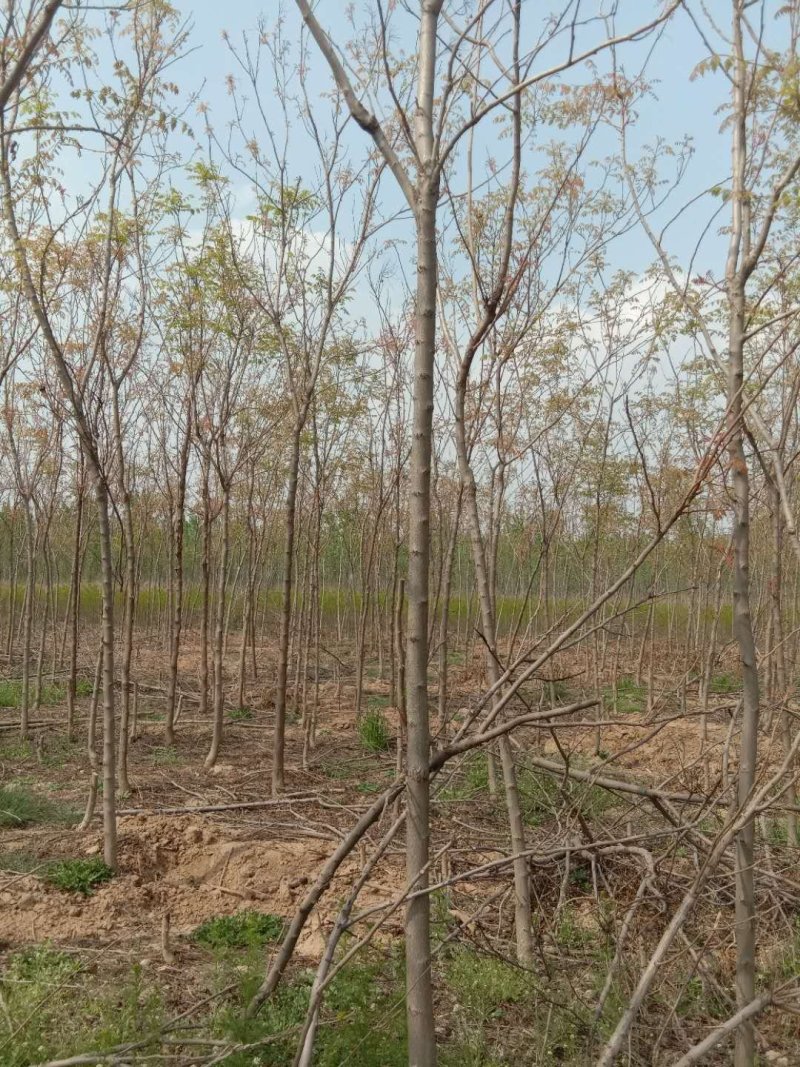 北栾树占地北栾绿化北栾1-10公分均有货