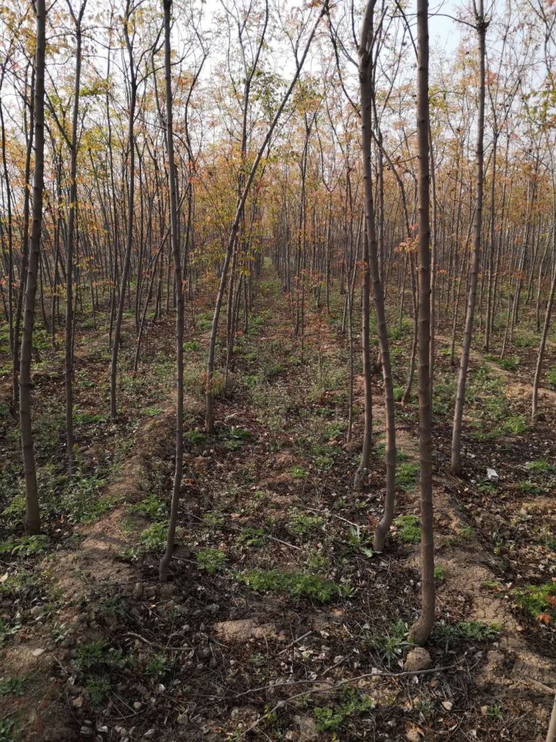 北栾树占地北栾绿化北栾1-10公分均有货