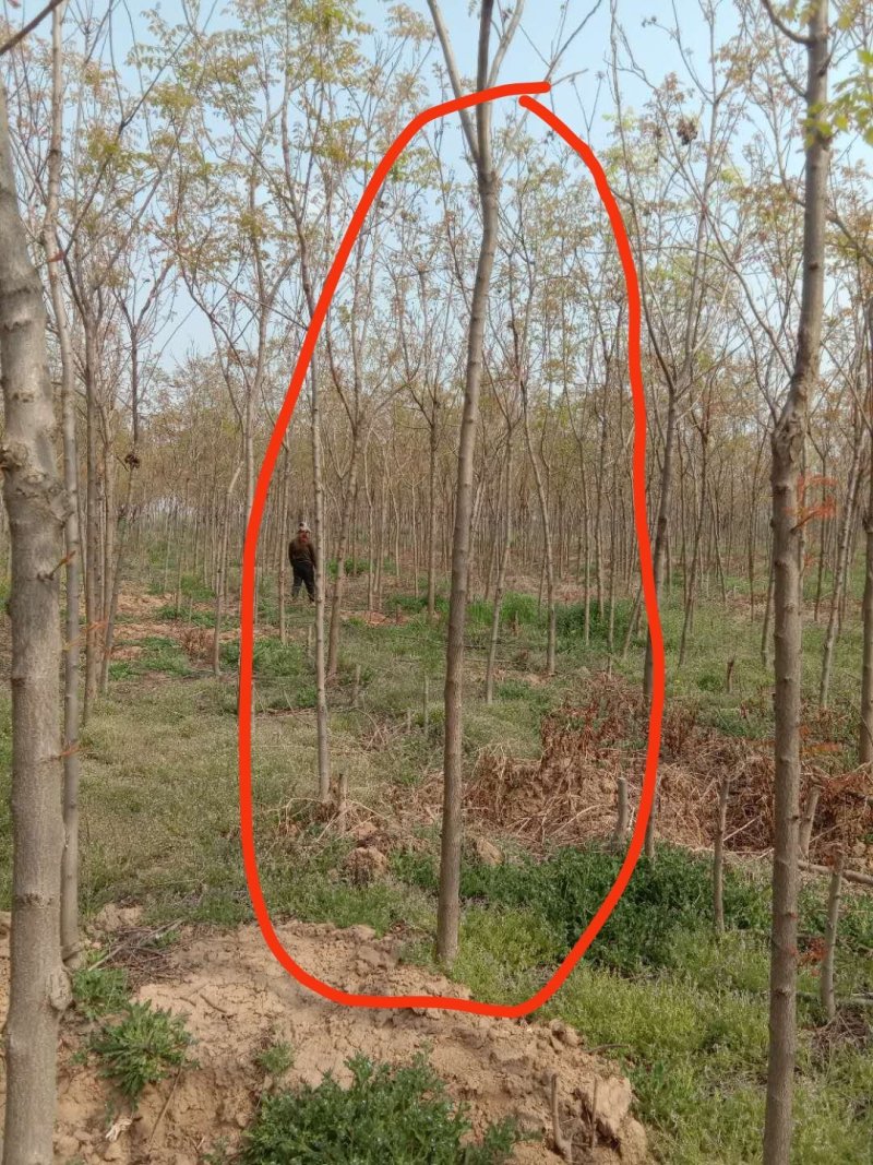 北栾树占地北栾绿化北栾1-10公分均有货