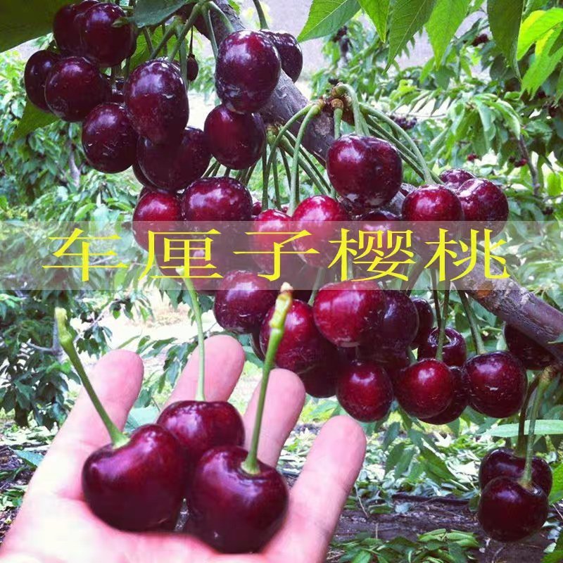 樱桃树苗巴西樱桃苗黑玫瑰大果樱桃苗甜樱桃树苗南方北方种