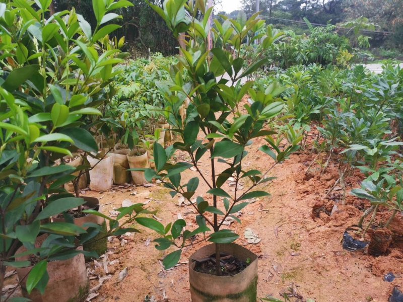 樱桃树苗巴西樱桃苗黑玫瑰大果樱桃苗甜樱桃树苗南方北方种