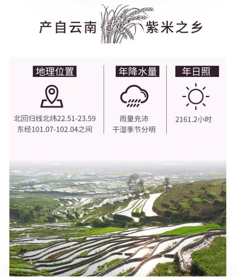 紫米