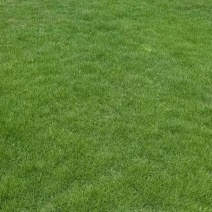 马尼拉草坪