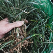 麦冬草，沿边草.工地复绿草