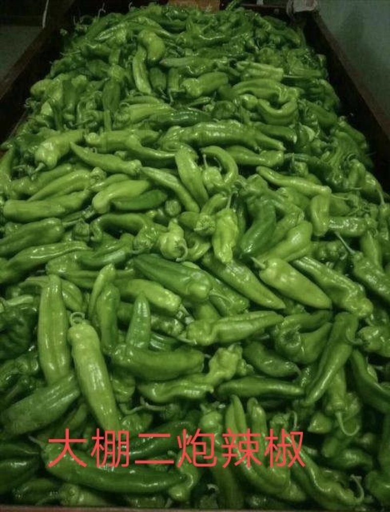 大荔县和蒲城县两个县大棚二炮辣椒火热预售中